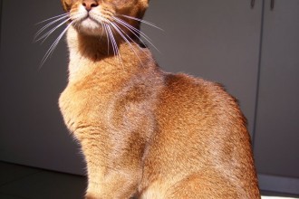 Abyssinian Cats , 7 Nice Persian Cat Life Expectancy In Cat Category