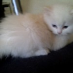 Adorable Persian kittens  , 7 Cute Mini Persian Cats For Sale In Cat Category