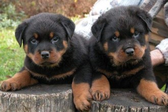 Adorable Rottweiler Puppies  , 6 Cool Rockwilder Puppies For Sale In Dog Category