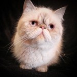 Adult Exotic Shorthair , 8 Fabulous Shorthair Persian Cat In Cat Category
