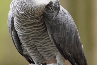 African Grey , 8 Nice African Grey Parrot Price In Birds Category