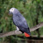 African Grey Parrot , 8 Nice African Grey Parrot Price In Birds Category