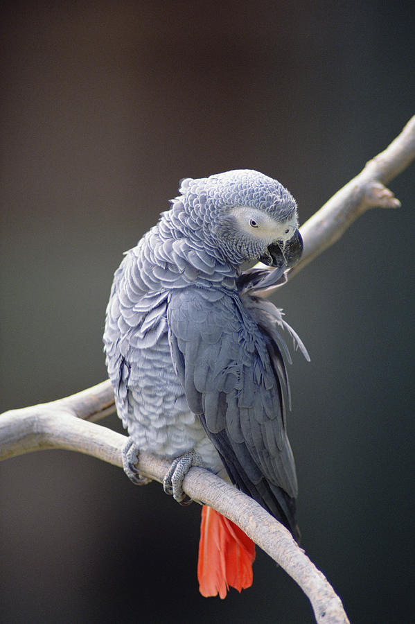 Birds , 8 Nice African Grey Parrot Price : African Grey Parrot Psittacus Erithacus