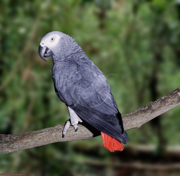 Birds , 8 Nice African Grey Parrot Price : African Grey Parrot