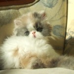 Alfenloch Himalayan , 7 Charming Persian Himalayan Cat In Cat Category