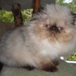 American Cats for Sale , 9 Charming Persian Cat Rescue San Diego In Cat Category