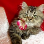 BABY DOLL PERSIAN KITTENS , 5 Charming Persian Cats For Sale In Miami In Cat Category