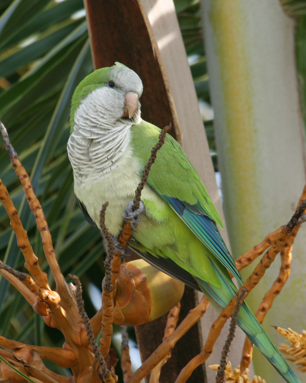 Birds , 7 Beautiful Monk Parrots : Bird Spix