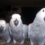 Birds , 8 Nice African Grey Parrot Price In Birds Category