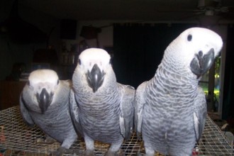 Birds , 8 Nice African Grey Parrot Price In Birds Category
