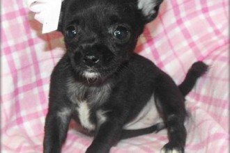 Black Chihuahua Puppies Pictures , 8 Cute Chiuaua Puppies For Sale In Pa In Dog Category