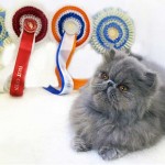 Blue Eye Persian cats , 9 Cool How Much Do Persian Cats Cost In Cat Category