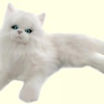 Bocchetta Snowflake , 8 Good Stuffed Persian Cat In Cat Category