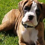 Boxer Puppies Pictures , 9 Amazing Boxer Puppies Spokane Wa In Dog Category