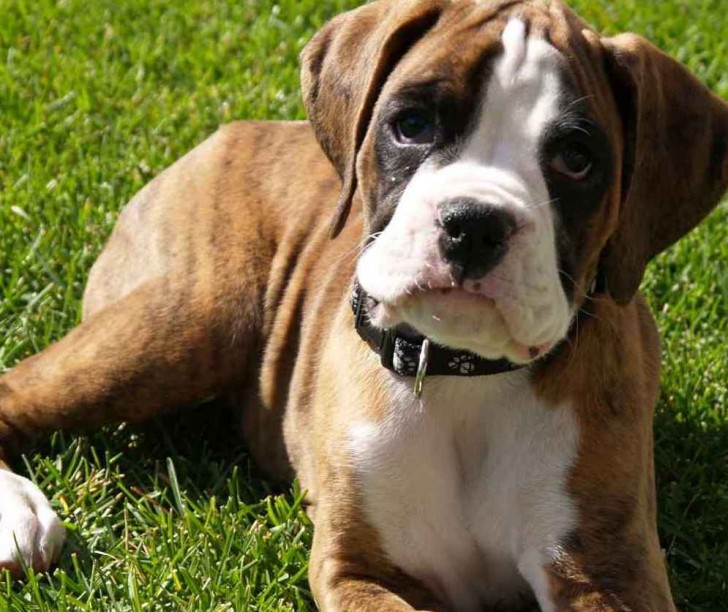 Dog , 9 Amazing Boxer Puppies Spokane Wa : Boxer Puppies Pictures