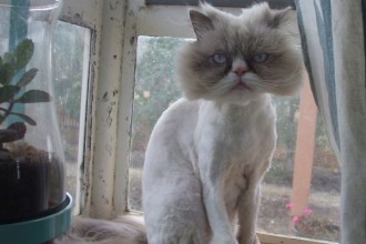 Breed Profile Persian Cat in Cat