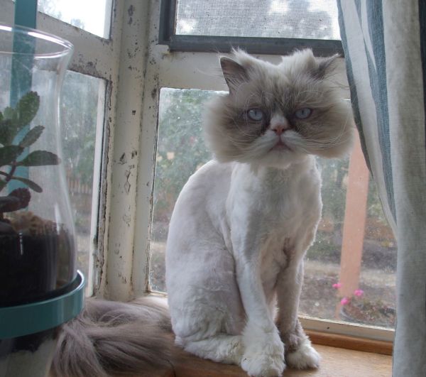 Breed Profile Persian Cat