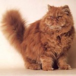 Breeds Persian Cats , 5 Good Persian Cat Breeder In Cat Category