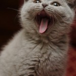  British Shorthair Cat , 7 Nice Persian Cat Life Expectancy In Cat Category
