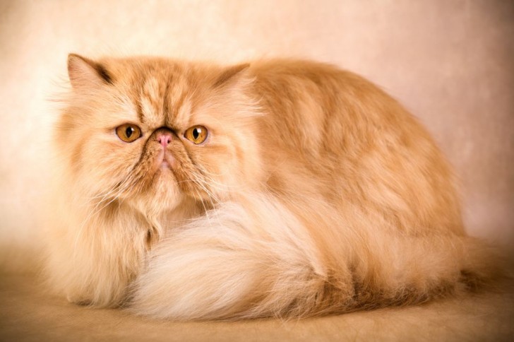 Cat , 9 Cute Persian Cat Health Issues : Caring For A Persian Cat