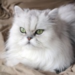 Cat Breeds , 7 Nice Persian Cat Life Expectancy In Cat Category