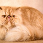 Cat Breeds , 5 Stunning Breeding Persian Cats In Cat Category