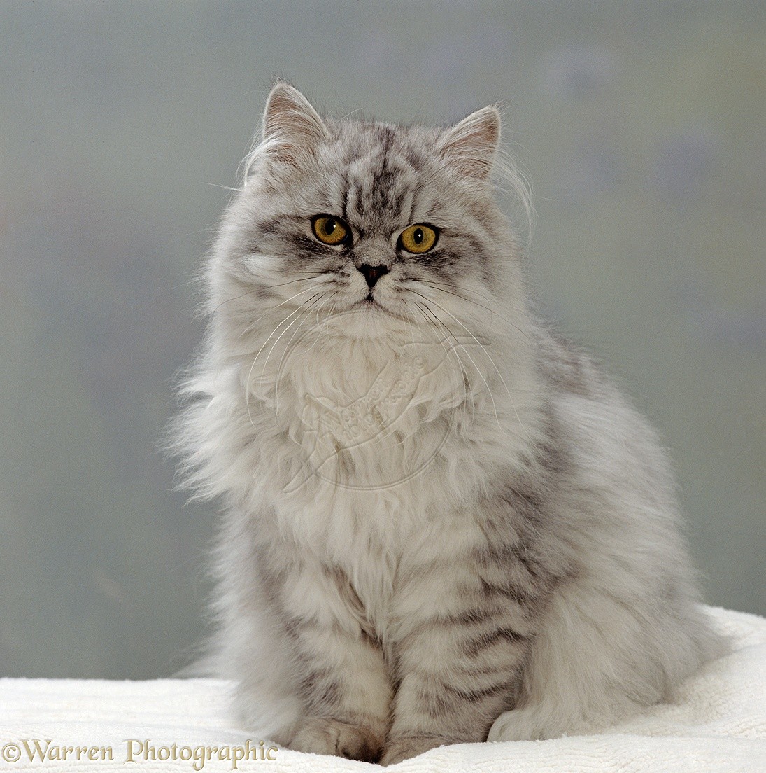 White Persian Cat Breed - Facts, Origin, History and 