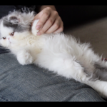 Cat Grooming , 8 Cute Grooming A Persian Cat In Cat Category