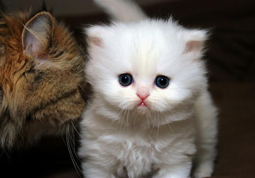 Cat , 9 Good Grooming Persian Cats : Cat Grooming Supplies