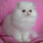 Cats and Kittens , 6 Good Persian Cats San Antonio In Cat Category