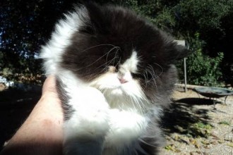 Cats & Kittens , 4 Top Persian Cat For Sale Los Angeles In Cat Category