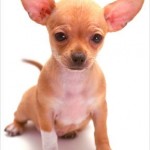 Chihuahua Puppies , 8 Cute Chiuaua Puppies For Sale In Pa In Dog Category