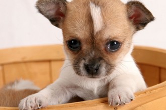 Chihuahua Puppies Pictures , 9 Cute Chiuaua Puppies For Sale In Ohio In Dog Category