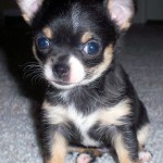 Chihuahua Puppies Pictures , 9 Cute Chiuaua Puppies For Sale In Ohio In Dog Category