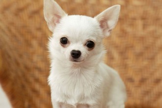 Chihuahua Dogs , 9 Cute Chiuaua Puppies For Sale In Ohio In Dog Category