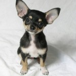 Chihuahua puppy picture , 9 Cute Chiuaua Puppies For Sale In Ohio In Dog Category