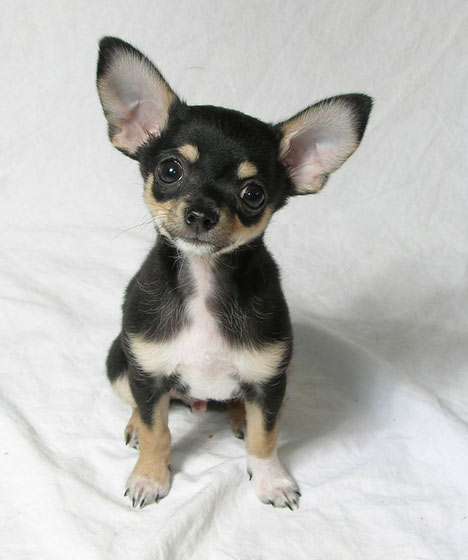 Dog , 9 Cute Chiuaua Puppies For Sale In Ohio : Chihuahua Puppy Picture