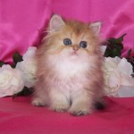 Chinchilla Golden Teacup kitten , 7 Awesome Teacup Persian Cat In Cat Category