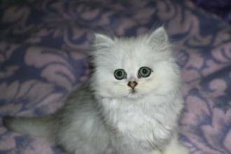 Chinchilla Persian  , 7 Nice Persian Cat Temperament In Cat Category