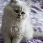 Chinchilla Persian Cat Personality , 6 Awesome Persian Cats Personality In Cat Category