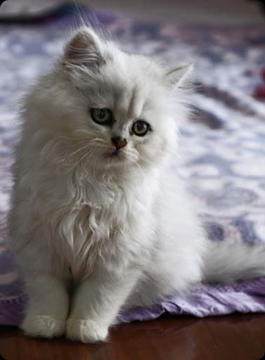 Cat , 7 Nice Persian Cat Temperament : Chinchilla Persian Cat