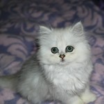 Chinchilla Persian Cat , 6 Awesome Persian Cats Personality In Cat Category