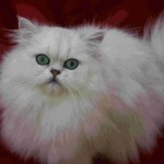 Chinchilla Persian cat , 9 Charming Chinchilla Persian Cat In Cat Category