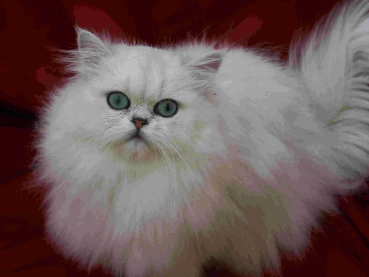 Cat , 9 Charming Chinchilla Persian Cat : Chinchilla Persian Cat