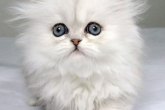 Chinchilla Persian Cats Daily Beauty , 9 Charming Chinchilla Persian Cat In Cat Category