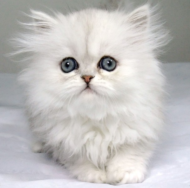 Cat , 9 Nice Persian Cat Eye Care : Chinchilla Persian Cats
