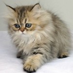 Chinchilla Persian cats , 9 Nice Persian Cat Eye Care In Cat Category