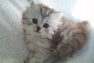 Chinchilla Persian Kittens , 8 Lovely Persian Chinchilla Cat In Cat Category