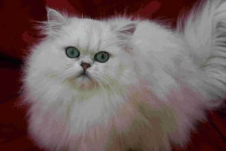 Chinchilla Persian , 8 Lovely Persian Chinchilla Cat In Cat Category