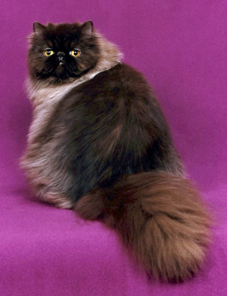 Cat , 9 Awesome Types Of Persian Cats : Chocolate Persian